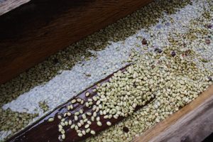 Rohe Kaffeebohne während des Waschens