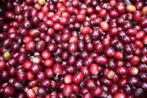 Harvested coffee beans