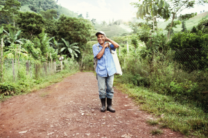 Harvesting green coffee in Nicaragua