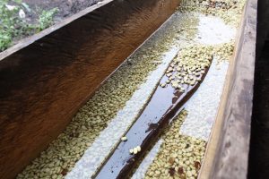 Coffee beans are washed