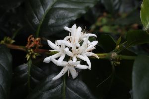 Coffee blossom of the coffee plant on the plantation