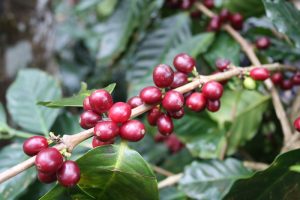 Kaffeekirschen am Strauch