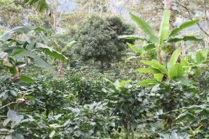 Coffee plantation for green coffee
