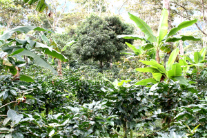 Coffee plantation for green coffee