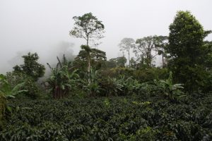 Kaffeeplantage in Nicaragua