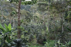 Coffee planatation in Nicaragua