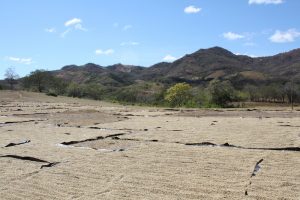 Coffee beans dry under the sun of Nicaragua